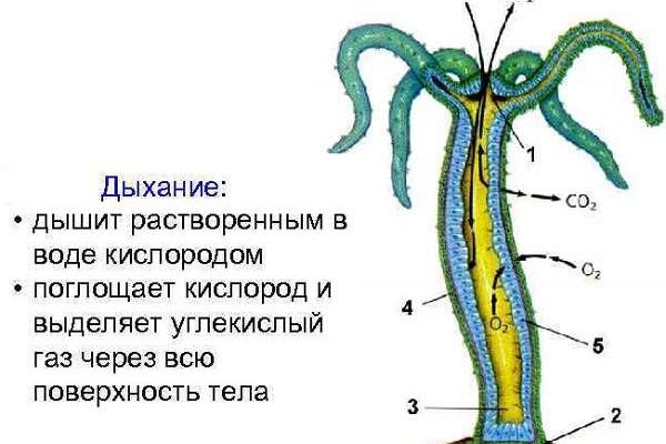 Кракен современный даркнет маркет плейс